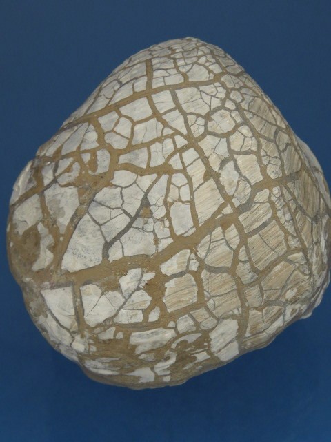 MAŁŻ Pholadomya sp.