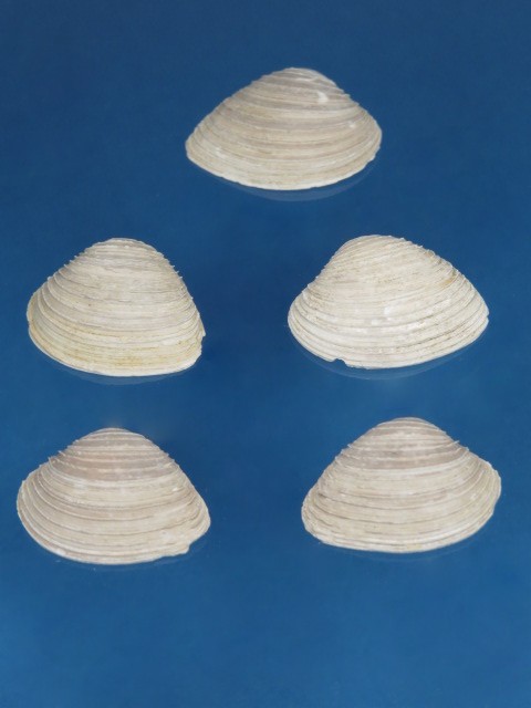 Venus 