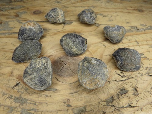 Atrypa - ramienionóg