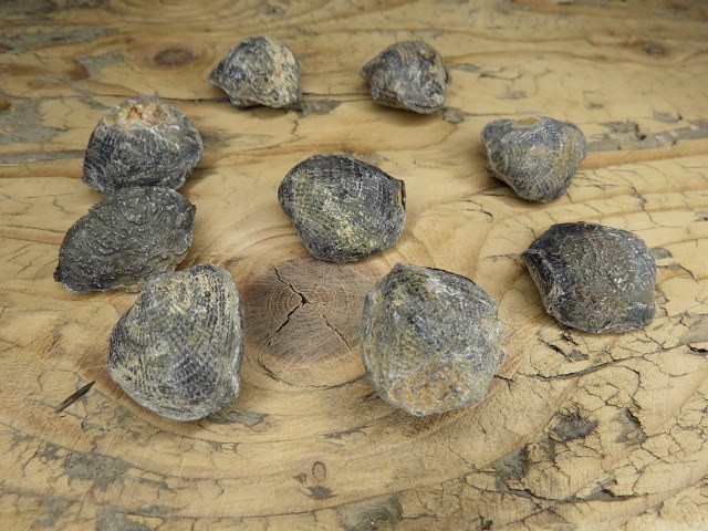 Atrypa - ramienionóg