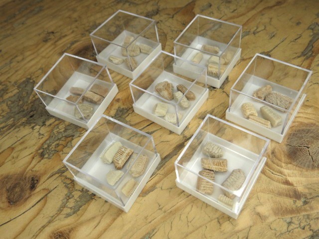 płytki zębowe płaszczki - skamieniałość