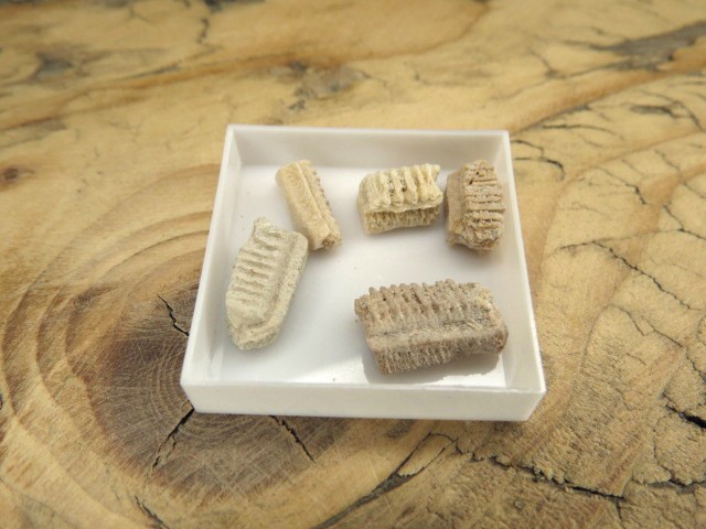 płytki zębowe płaszczki - skamieniałość