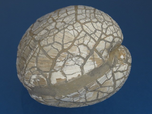  MAŁŻ Pholadomya sp.