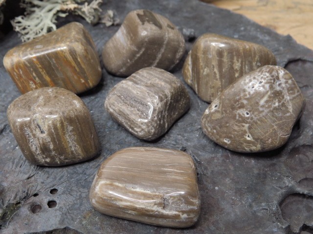 skamieniałe drewno * Polska