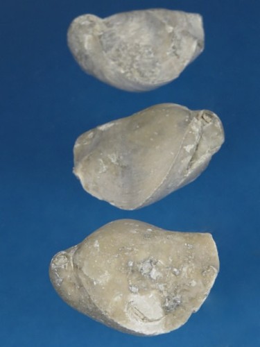 Ramienionóg terebratula - Epithyris cincta.