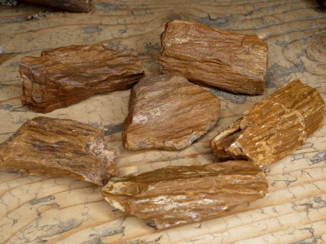 skamieniałe drewno * Włoszczowice Polska