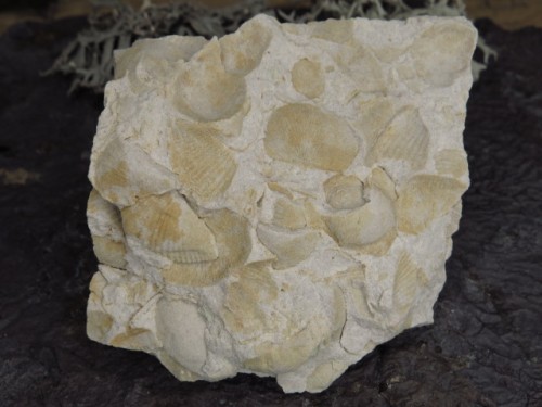 piaskowiec spiriferowy * Polska * dewon