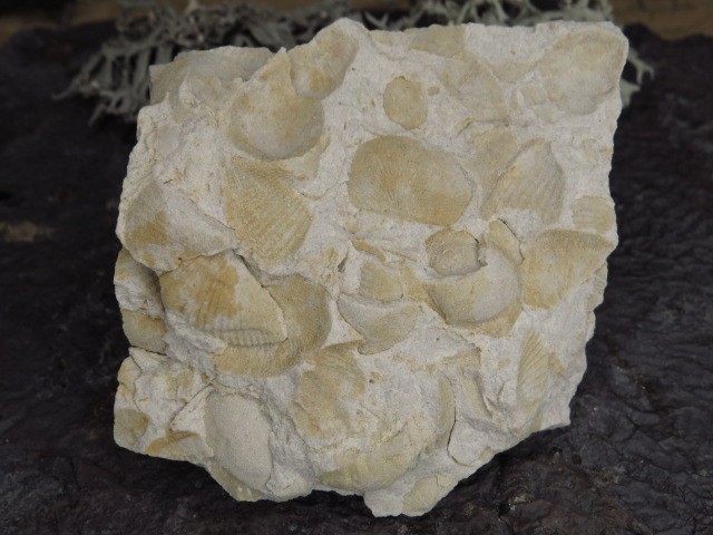 piaskowiec spiriferowy * Polska * dewon