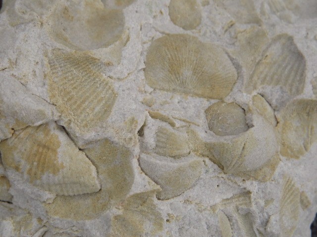 piaskowiec spiriferowy * Polska * dewon