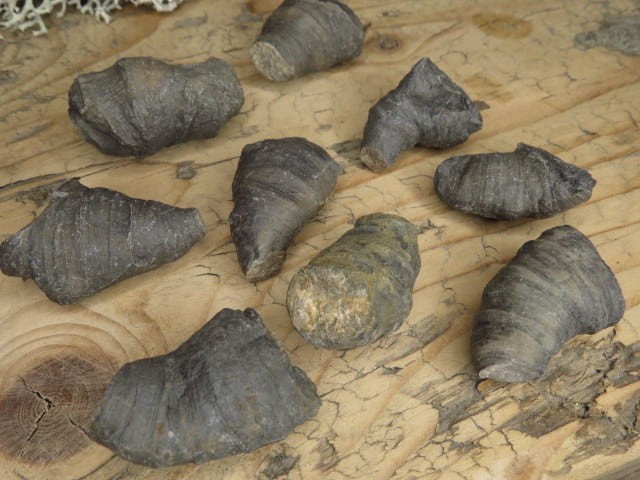 Rugosa sp. - koralowce osobnicze * Polska