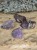 purpuryt * Namibia