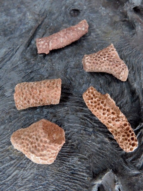 Thamnopora sp. - koralowce * Polska