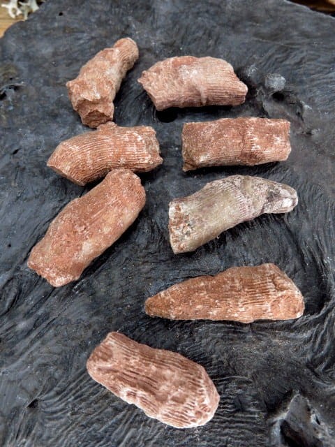 Rugosa sp. - koralowce * Kowala Polska