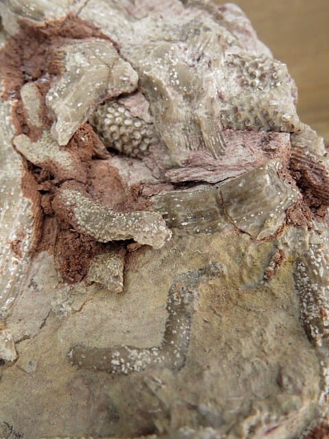 Rugosa sp. i Thamnopora sp. - koralowce * Kowala Polska