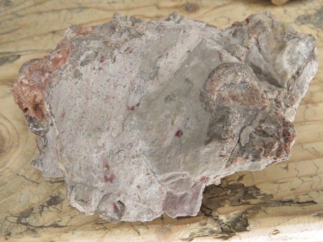 Rugosa sp. i Thamnopora sp. - koralowce * Kowala Polska