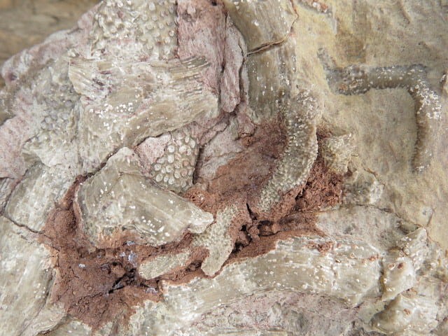 Rugosa sp. i Thamnopora sp. - koralowce * Kowala Polska