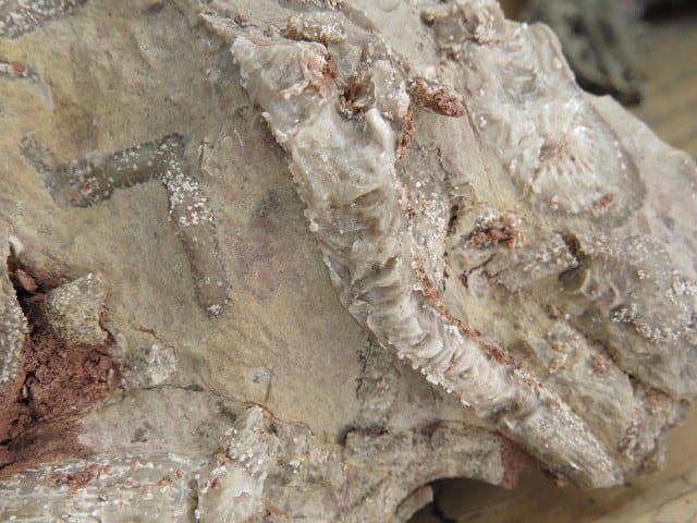 Rugosa sp. i Thamnopora sp. - koralowce * Kowala Polska