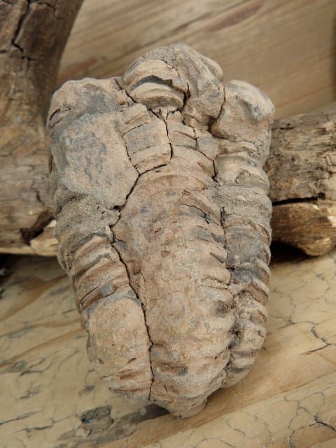 trylobit Calymene sp.- Flexicalymene ouzregui