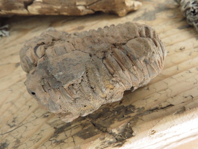 trylobit Calymene sp.- Flexicalymene ouzregui