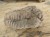 trylobit Calymene sp.- Flexicalymene ouzregui