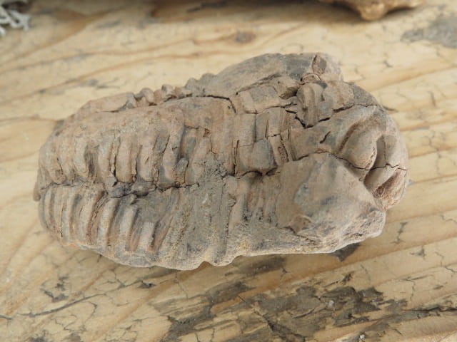 trylobit Calymene sp.- Flexicalymene ouzregui