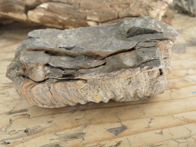 trylobit Calymene sp.- Flexicalymene ouzregui