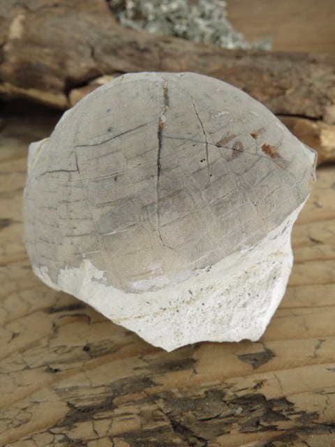 jeżowiec Echinocorys - Polska