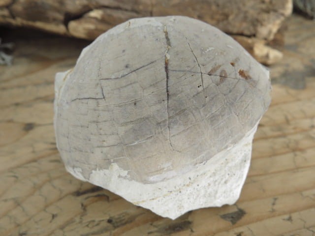 jeżowiec Echinocorys - Polska