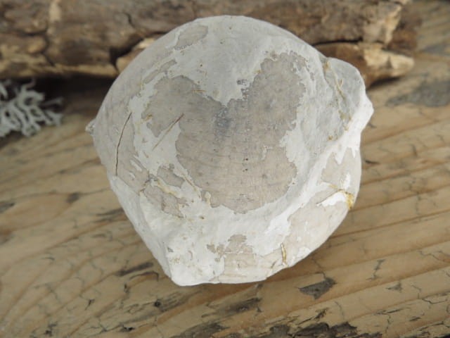 jeżowiec Echinocorys - Polska