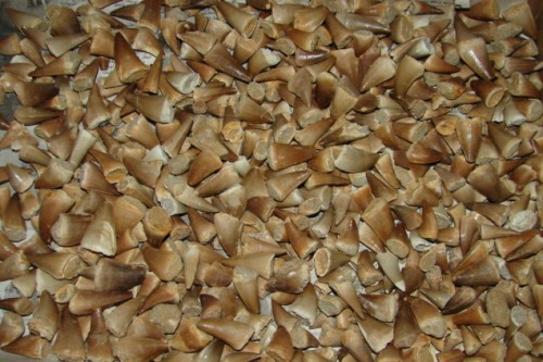 Ząb mozazaura * skamieniałość