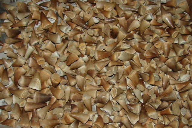 Ząb mozazaura * skamieniałość