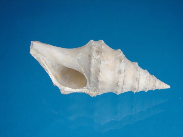clavatula 