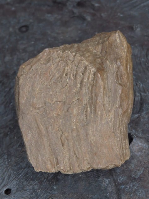 skamieniałe drewno * Włoszczowice Polska