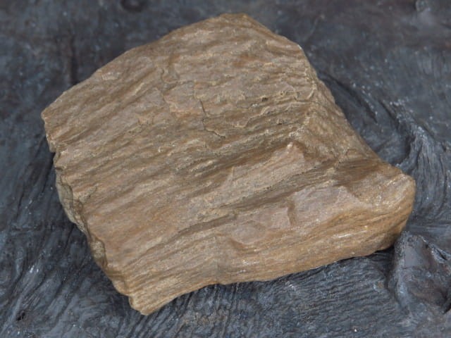 skamieniałe drewno * Włoszczowice Polska