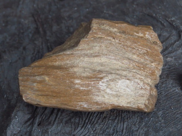 skamieniałe drewno * Włoszczowice Polska