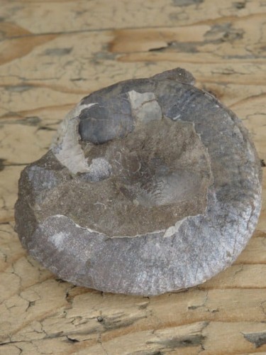 amonit Asphinctites tenuiplicatus * Polska