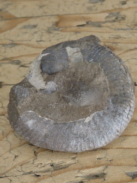 amonit Asphinctites tenuiplicatus * Polska