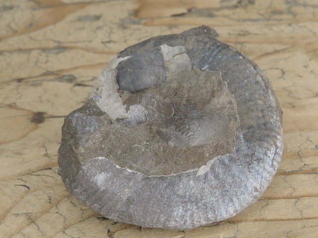 amonit Asphinctites tenuiplicatus * Polska