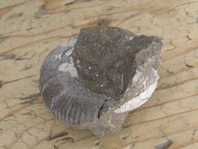 amonit Asphinctites tenuiplicatus * Polska