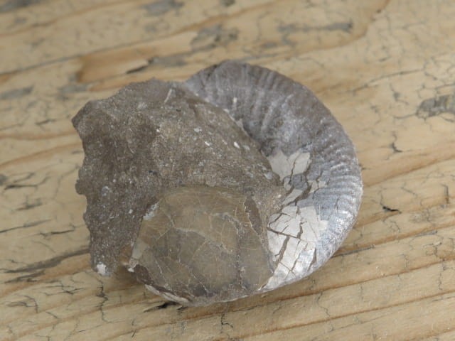 amonit Asphinctites tenuiplicatus * Polska