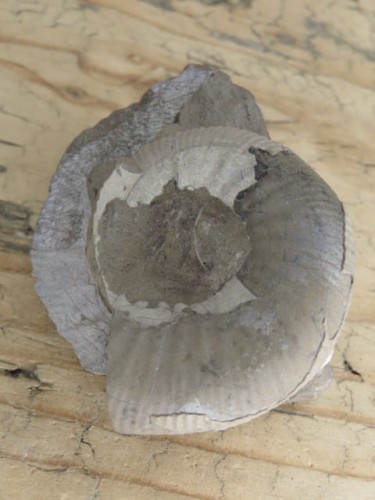 amonit Asphinctites tenuiplicatus * Polska