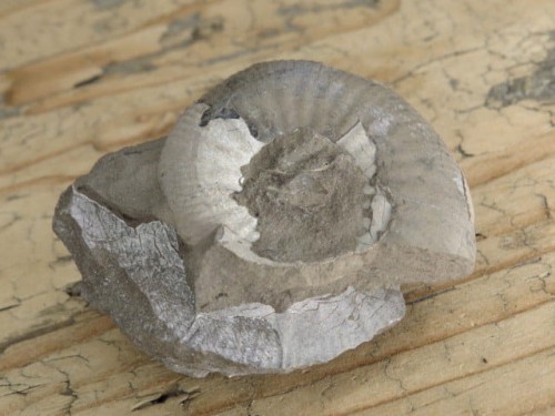 amonit Asphinctites tenuiplicatus * Polska