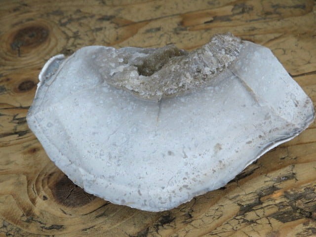 krzemień z geodą i kryształami kwarcu * konkrecja - buła * Polska