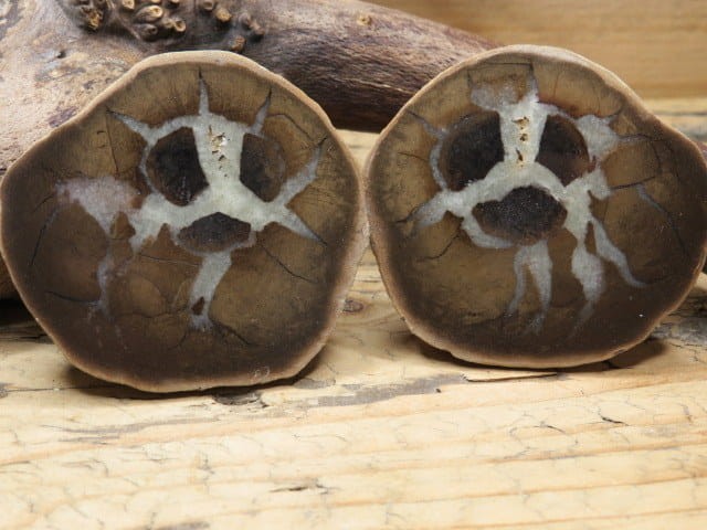 septaria sferosyderyt * syderyt ilasty * Polska - para