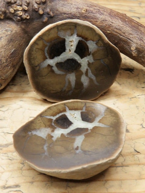 septaria sferosyderyt * syderyt ilasty * Polska - para