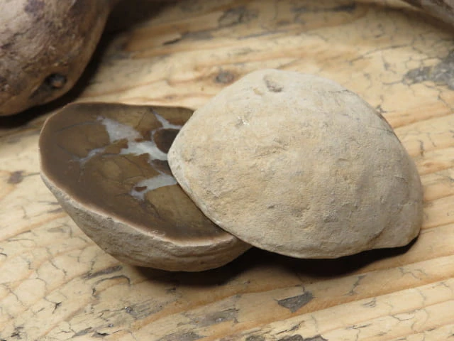 septaria sferosyderyt * syderyt ilasty * Polska - para