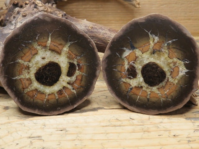 septaria sferosyderyt * syderyt ilasty * Polska - para