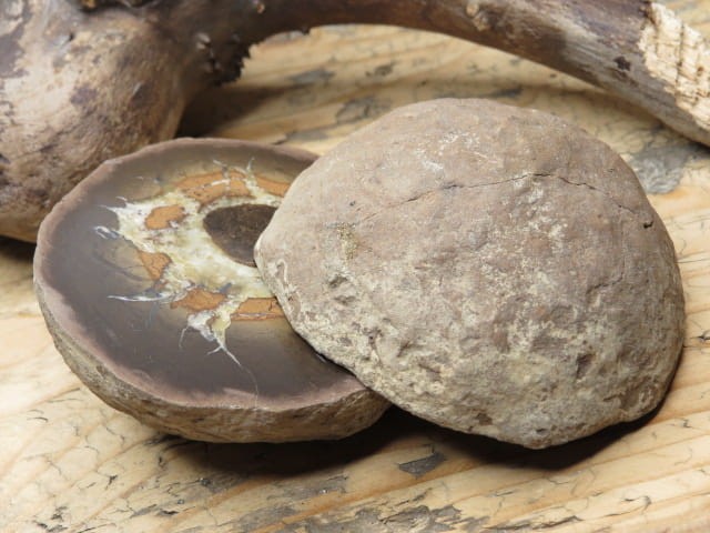 septaria sferosyderyt * syderyt ilasty * Polska - para