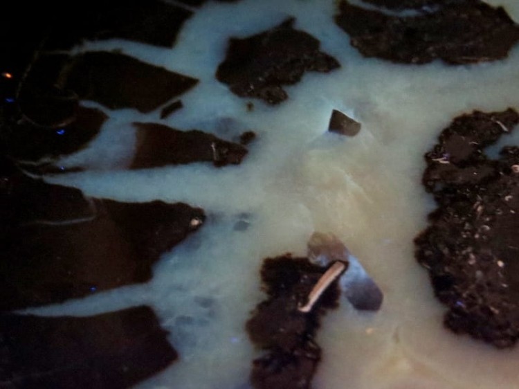 septaria sferosyderyt * syderyt ilasty * Polska - para