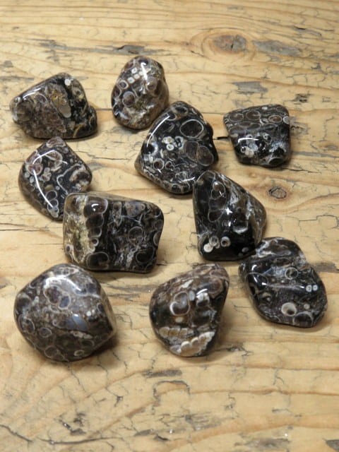 agat turitella * muszlowy * USA